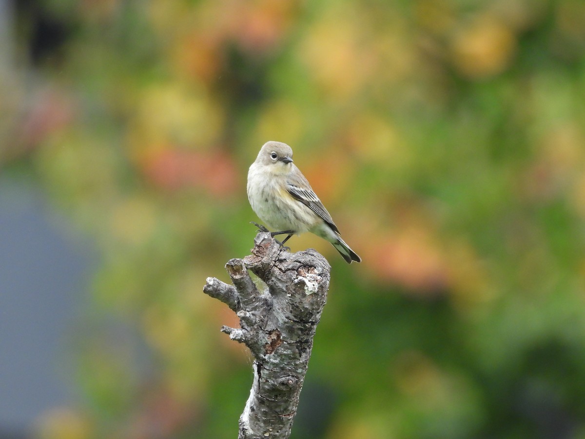 Yellow-rumped Warbler - ML624986300