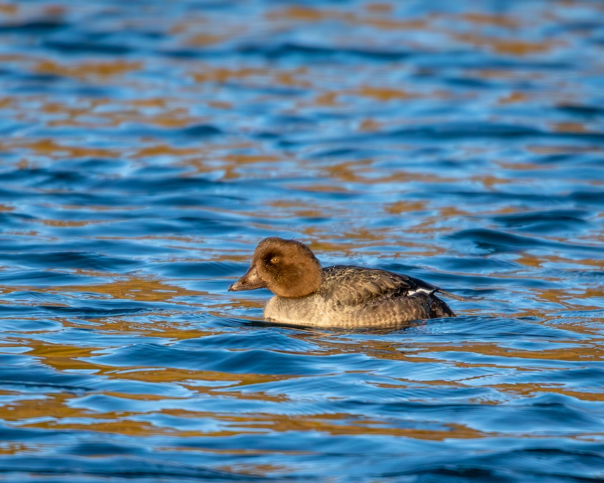 Common Goldeneye - ML624986305