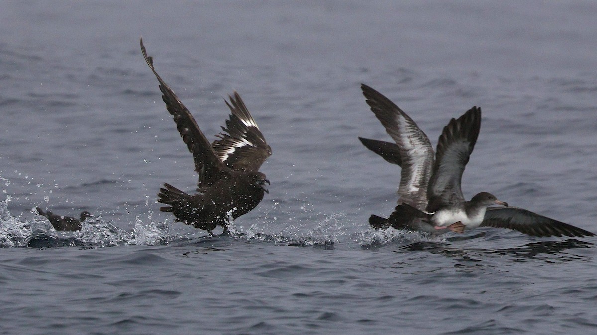 South Polar Skua - ML624986311