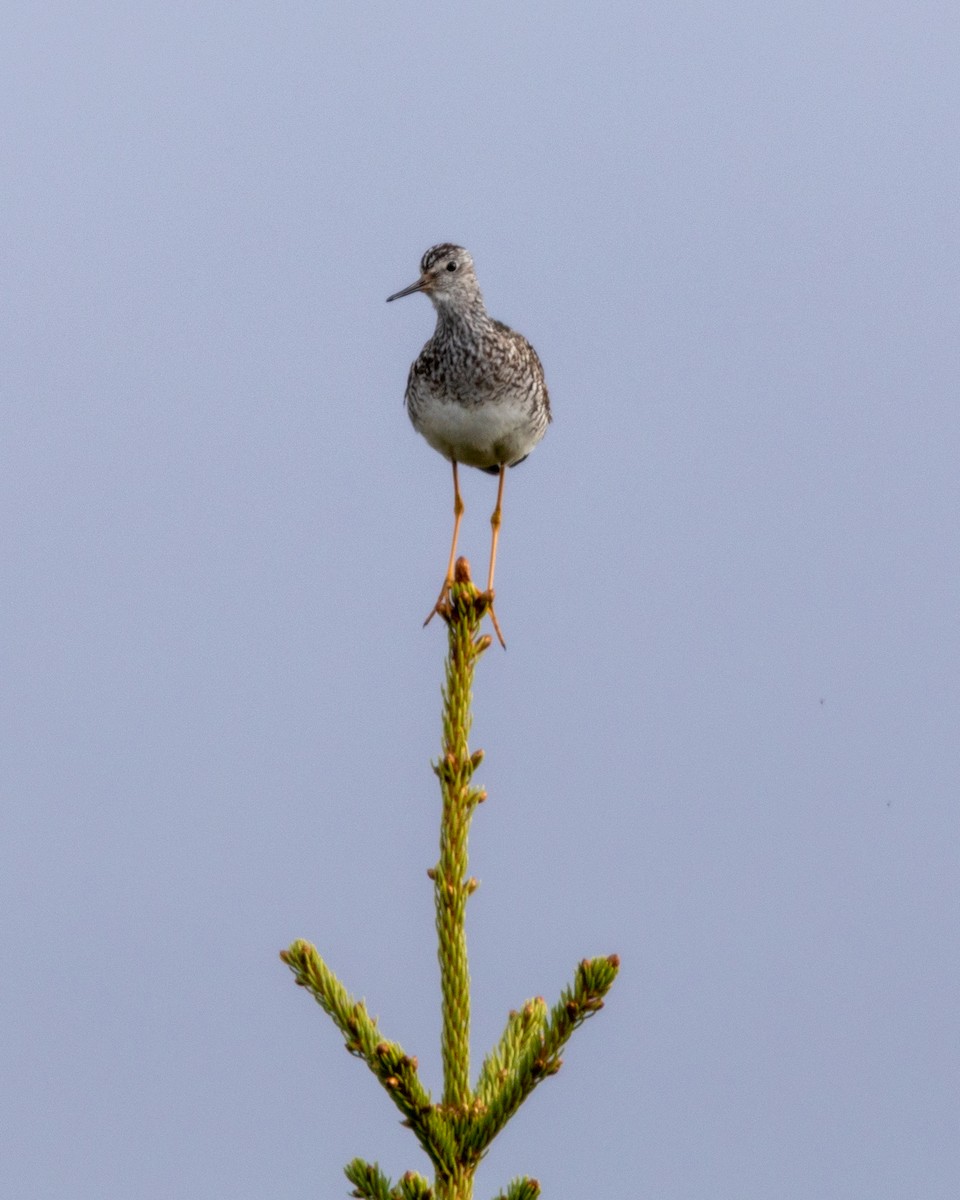 Lesser Yellowlegs - ML624986354