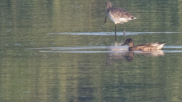 Green-winged Teal - Faisal Fasaludeen