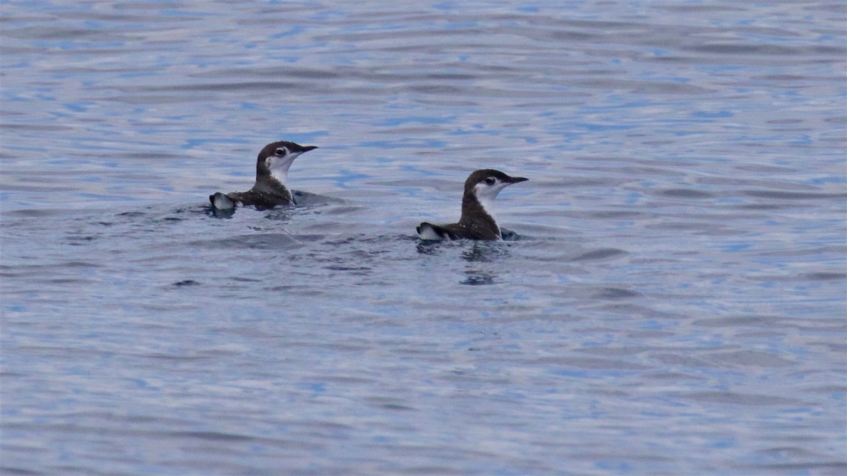 Guadalupe Murrelet - ML624986458