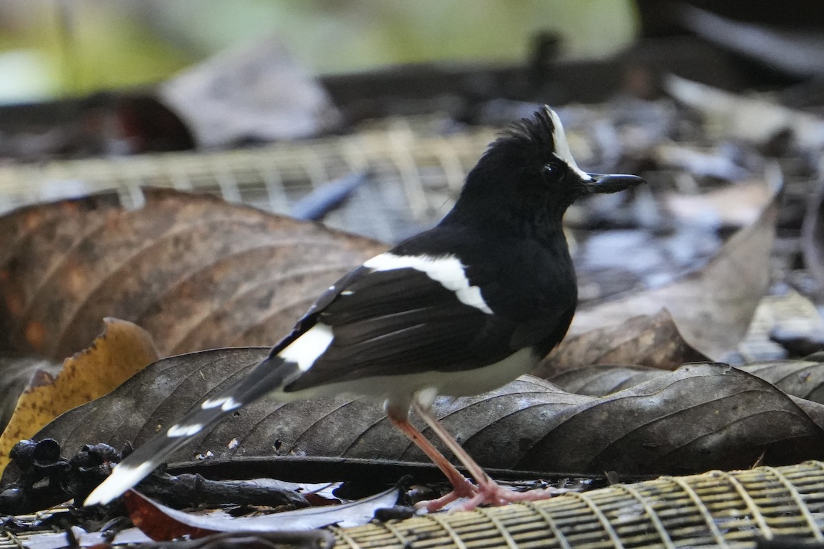 White-crowned Forktail - ML624986528