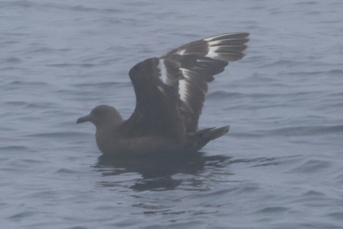 South Polar Skua - ML624986667