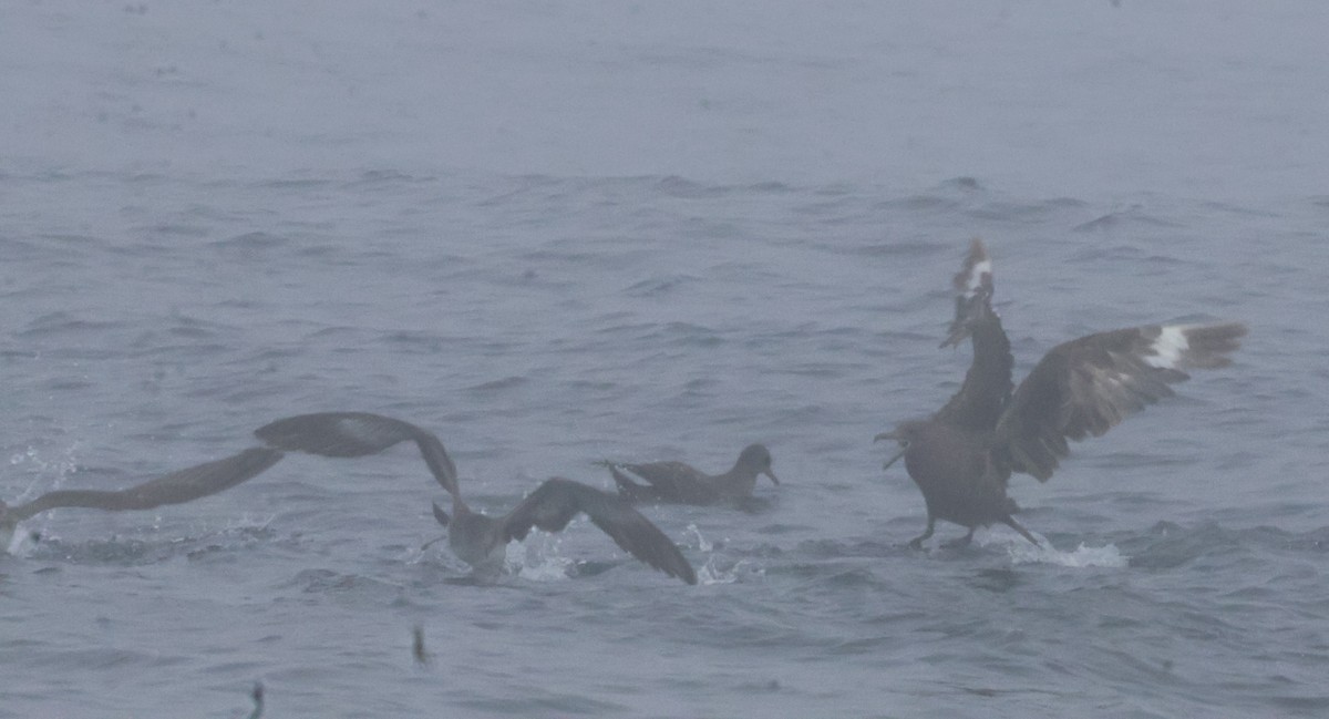 South Polar Skua - ML624986669