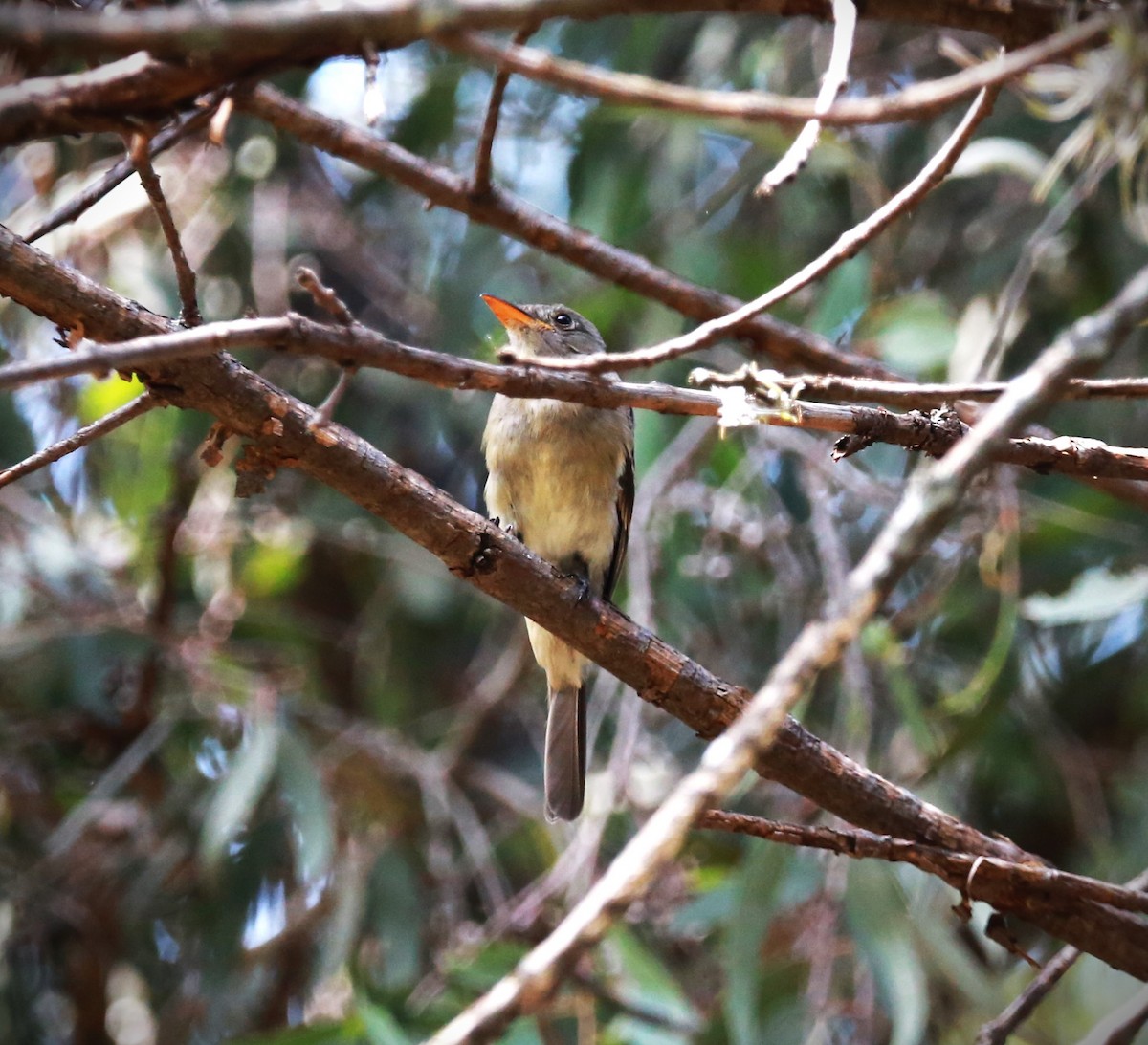 Greater Pewee - ML624986794