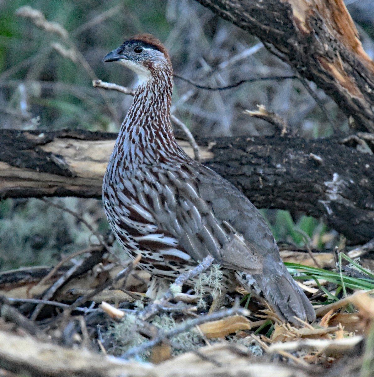 Erckel's Spurfowl - ML624986988