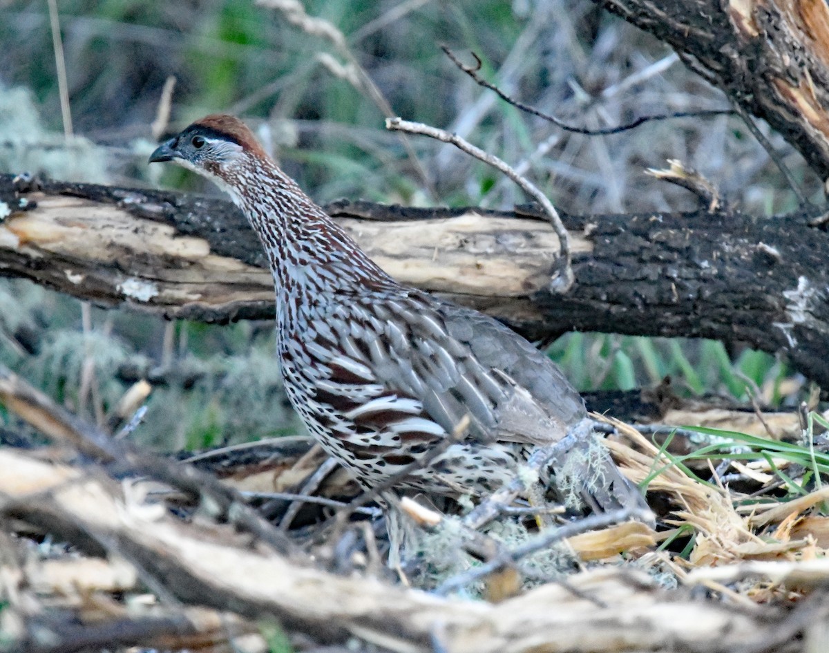 Erckel's Spurfowl - ML624986989