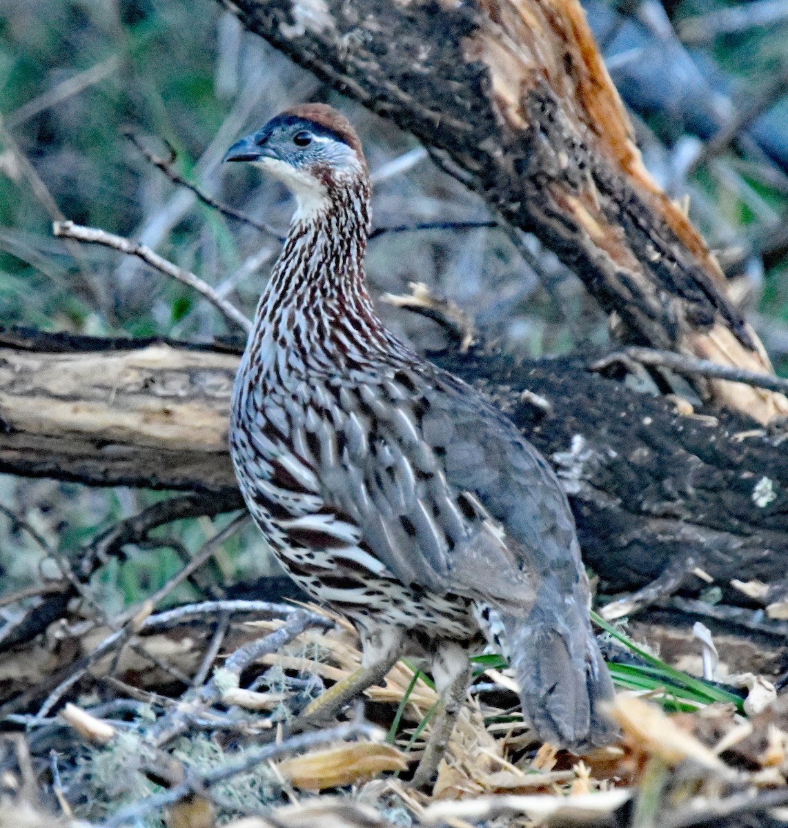 Erckel's Spurfowl - ML624986990