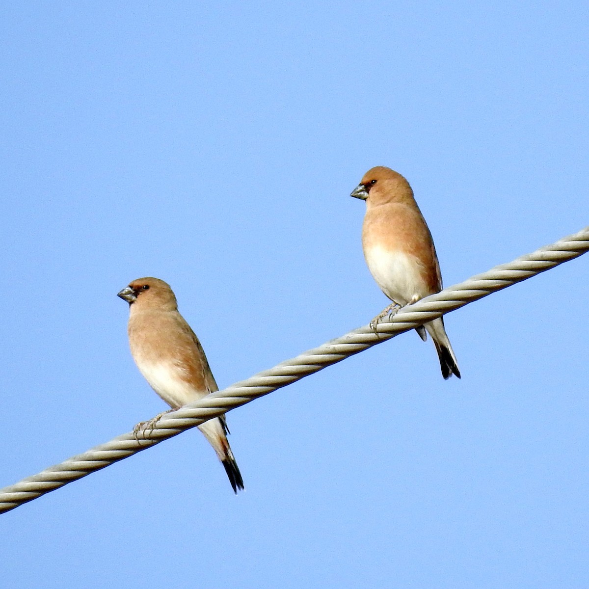 Desert Finch - ML624987123