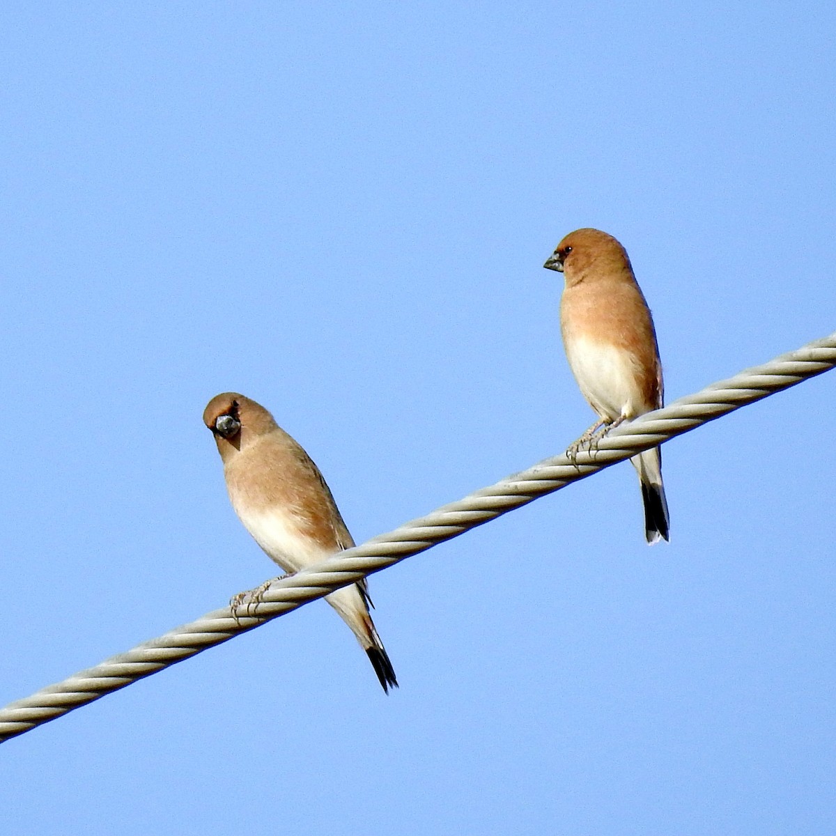 Desert Finch - ML624987124