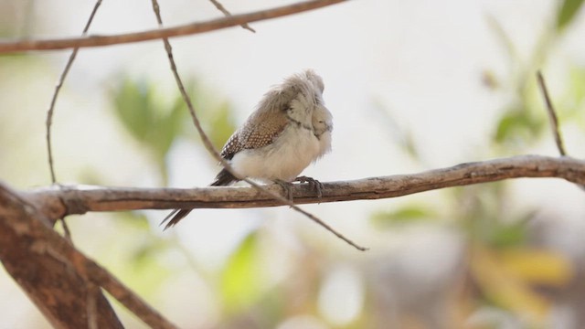 Double-barred Finch - ML624987586