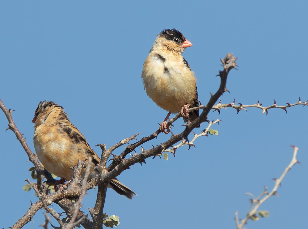 Shaft-tailed Whydah - ML624987664