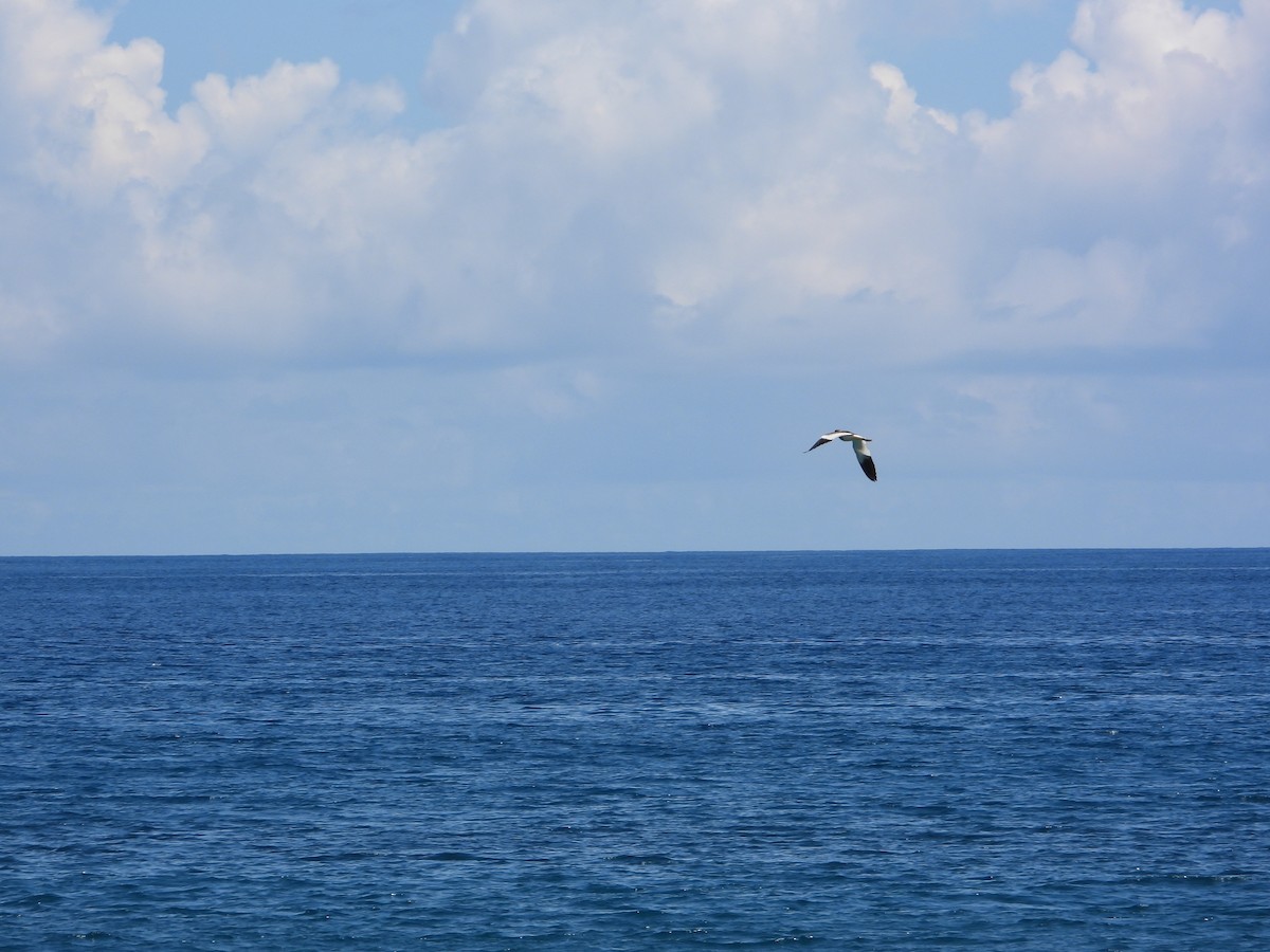 跳鴴 - ML624987683