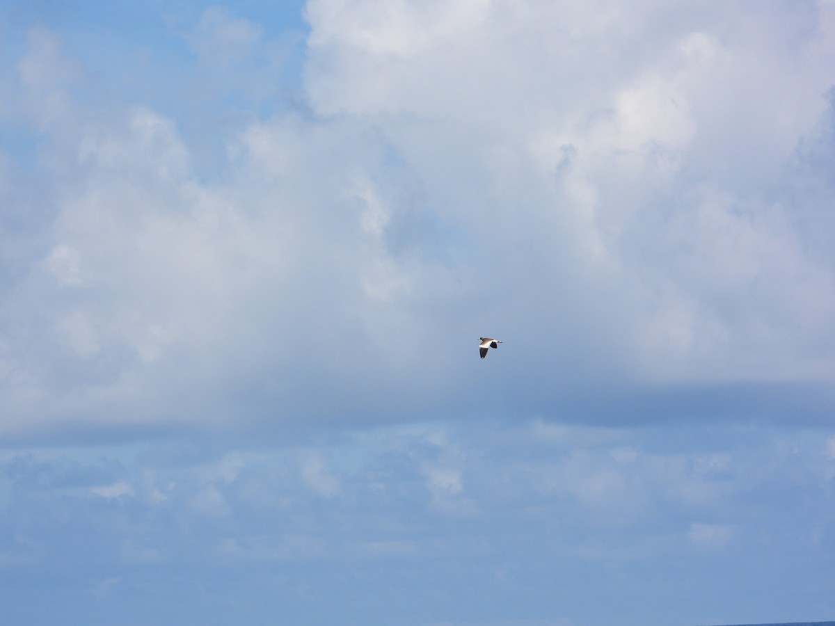 跳鴴 - ML624987684