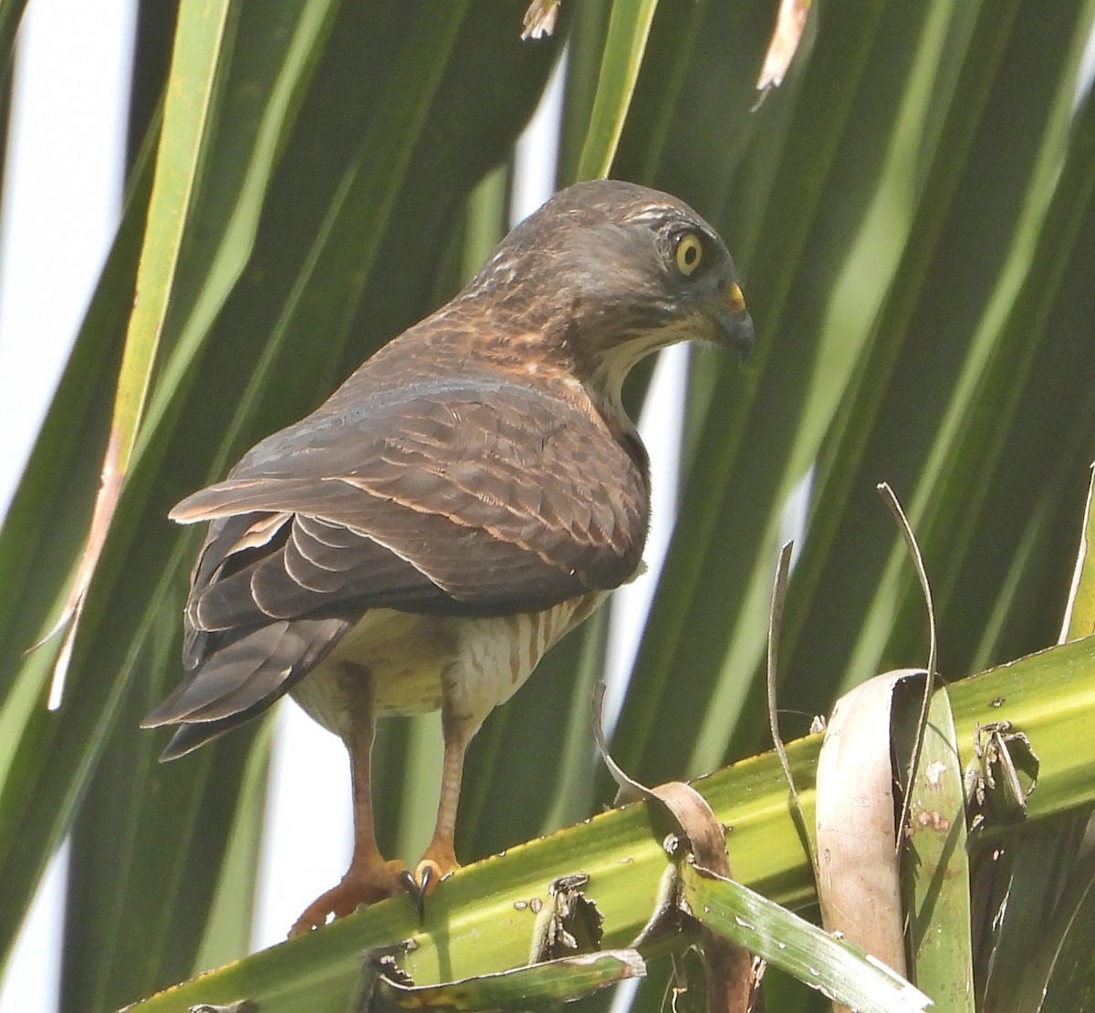 赤腹鷹 - ML624987688