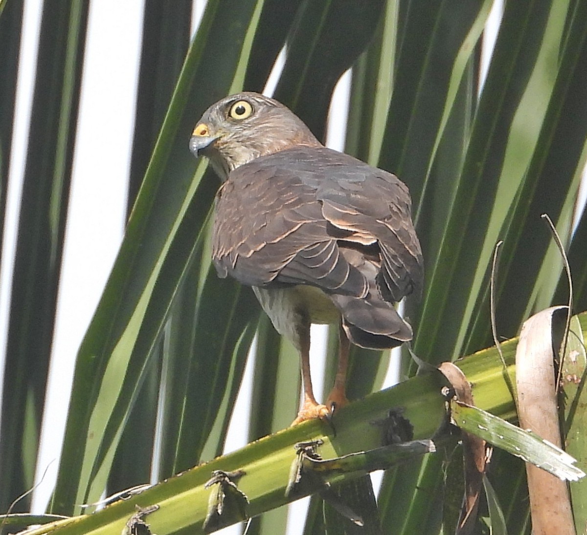 赤腹鷹 - ML624987689