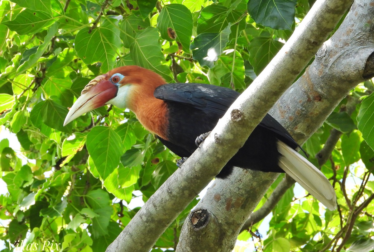 Narcondam Hornbill - ML624987690