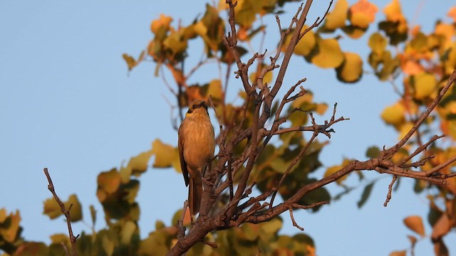 Gray-fronted Honeyeater - ML624987703