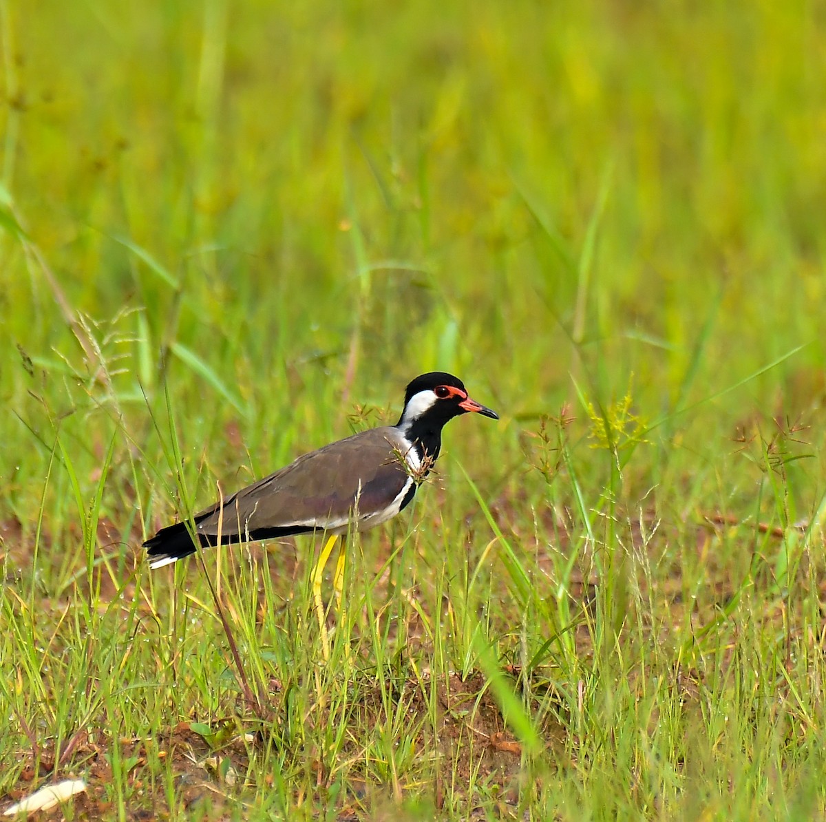 Red-wattled Lapwing - ML624987852