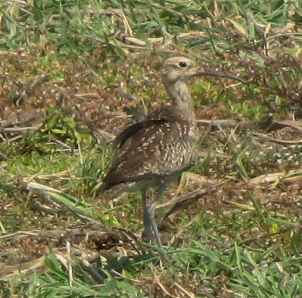 Zwergbrachvogel - ML624987872