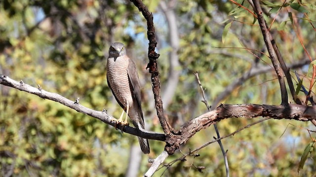 Collared Sparrowhawk - ML624987987