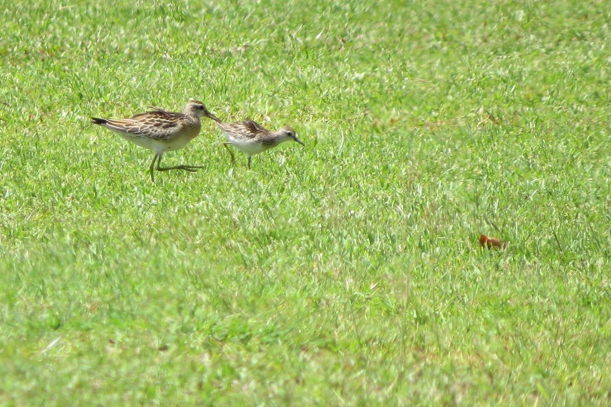 Sharp-tailed Sandpiper - ML624988040