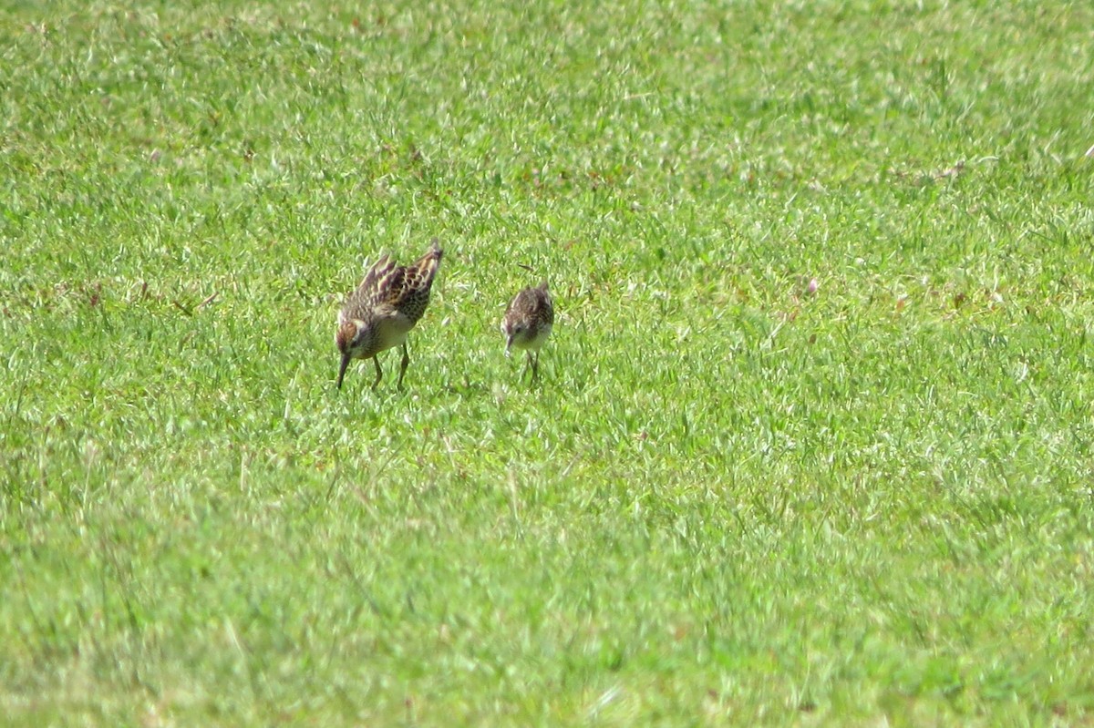 Sharp-tailed Sandpiper - ML624988041