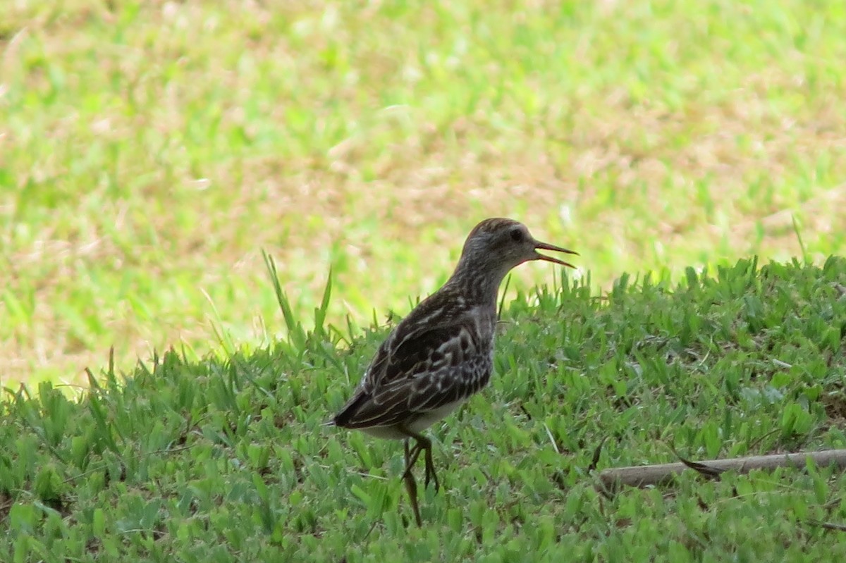 Long-toed Stint - ML624988059