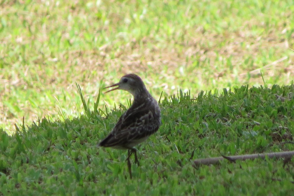 Long-toed Stint - ML624988060