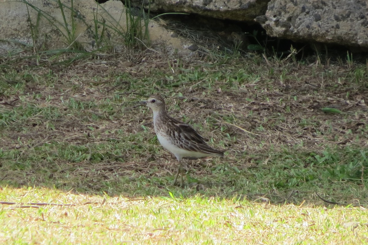 Long-toed Stint - ML624988061