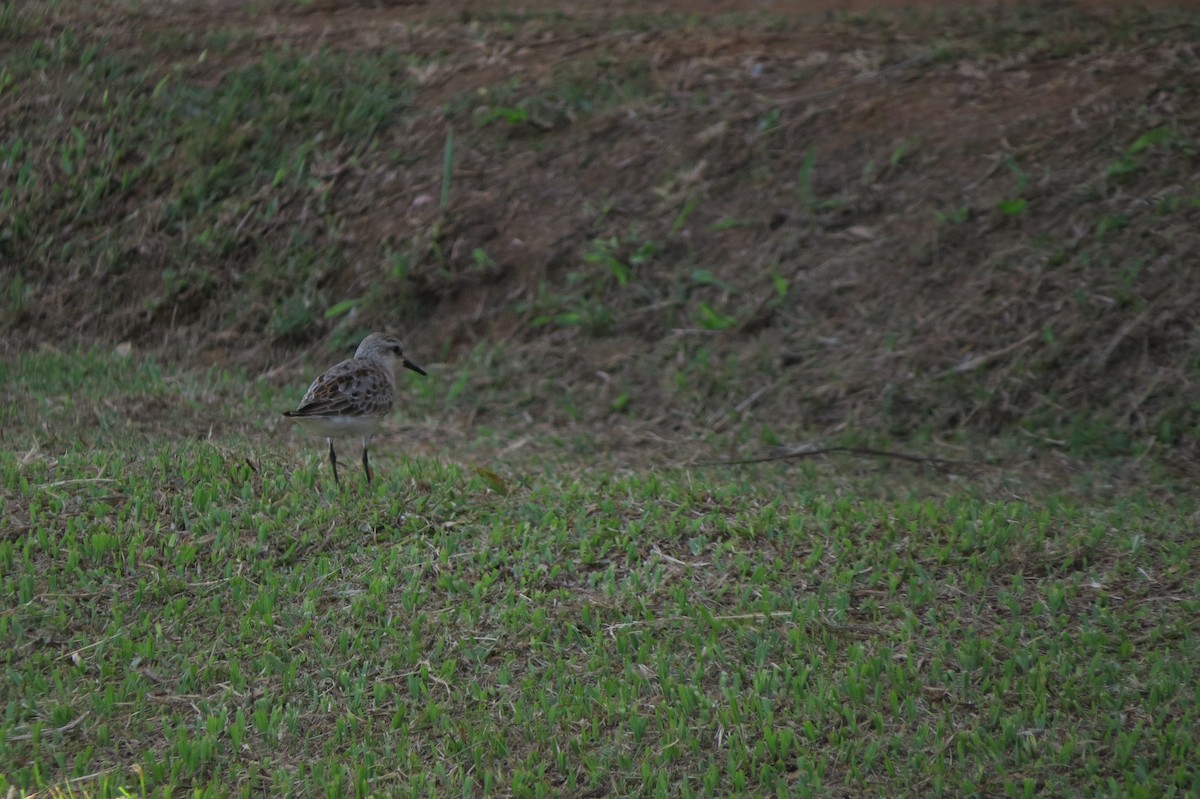 Red-necked Stint - ML624988085