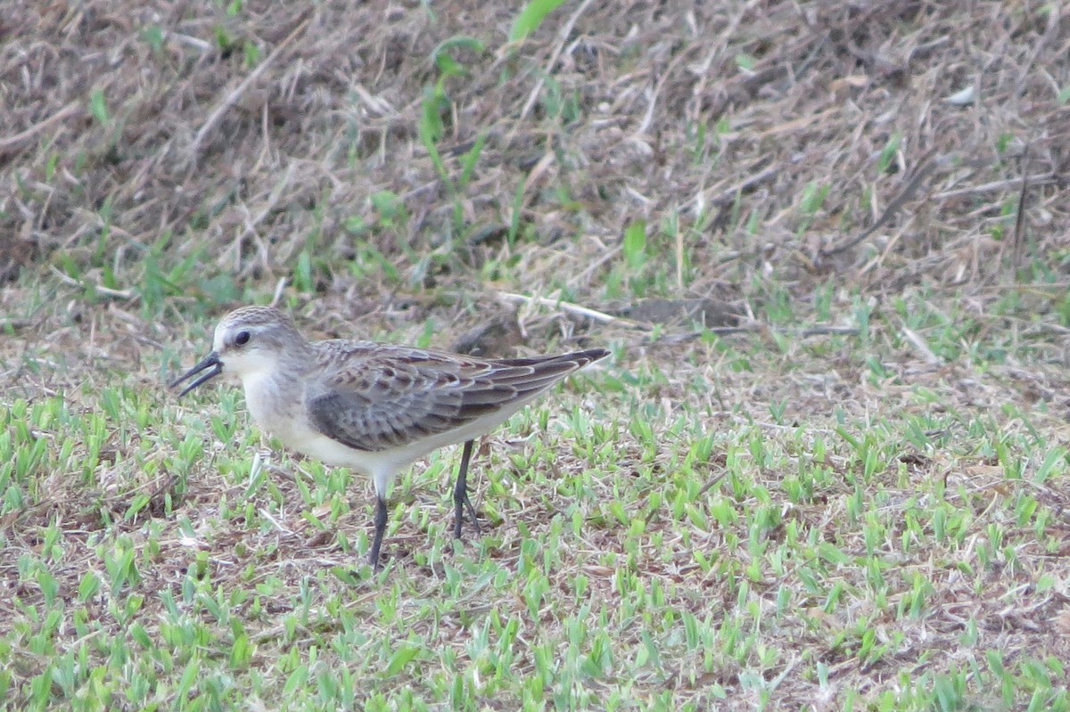 Red-necked Stint - ML624988086
