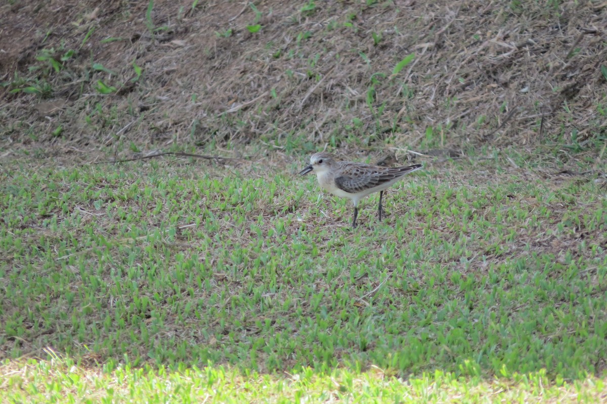 Red-necked Stint - ML624988087