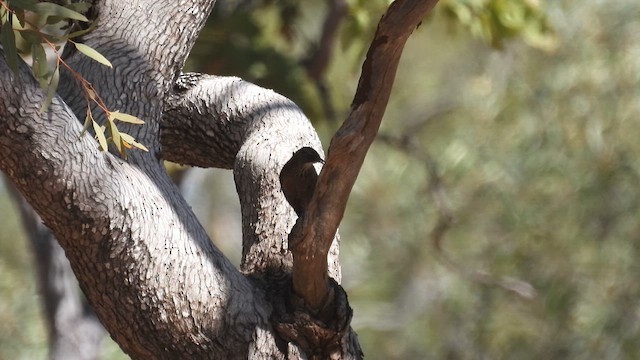 Black-tailed Treecreeper - ML624988139