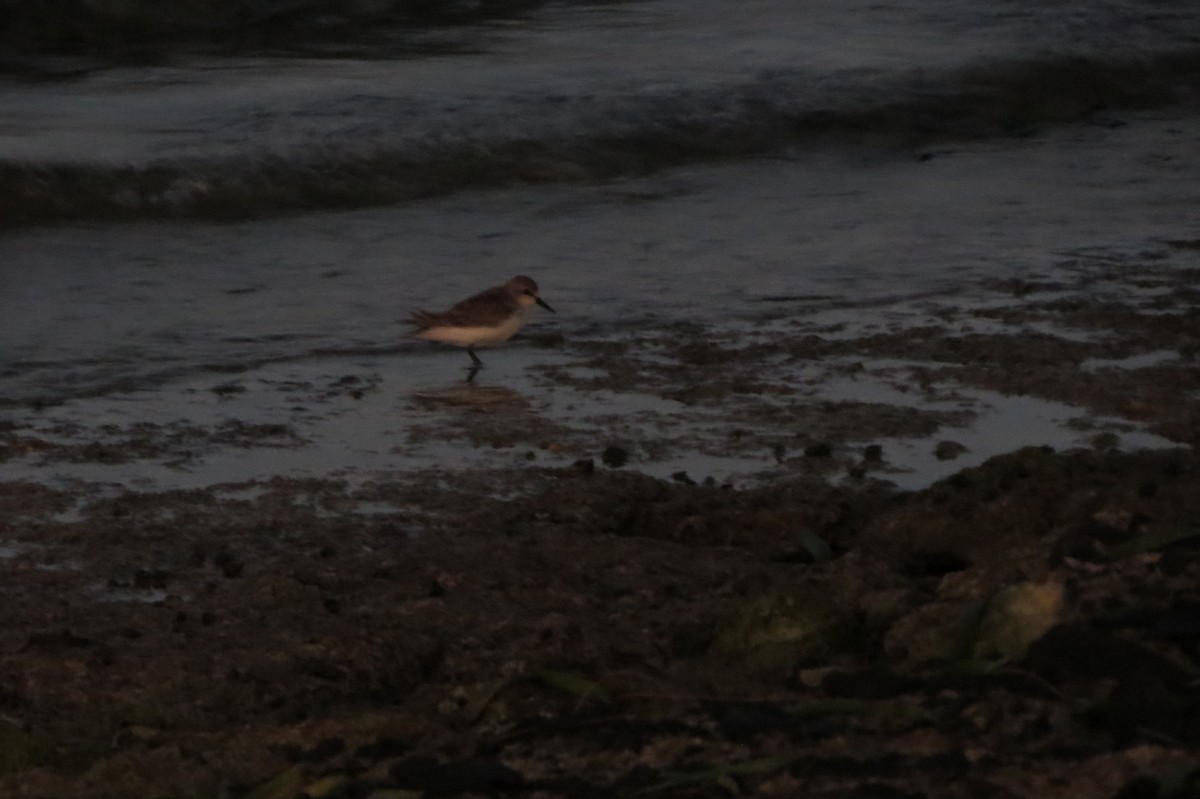 Red-necked Stint - ML624988175