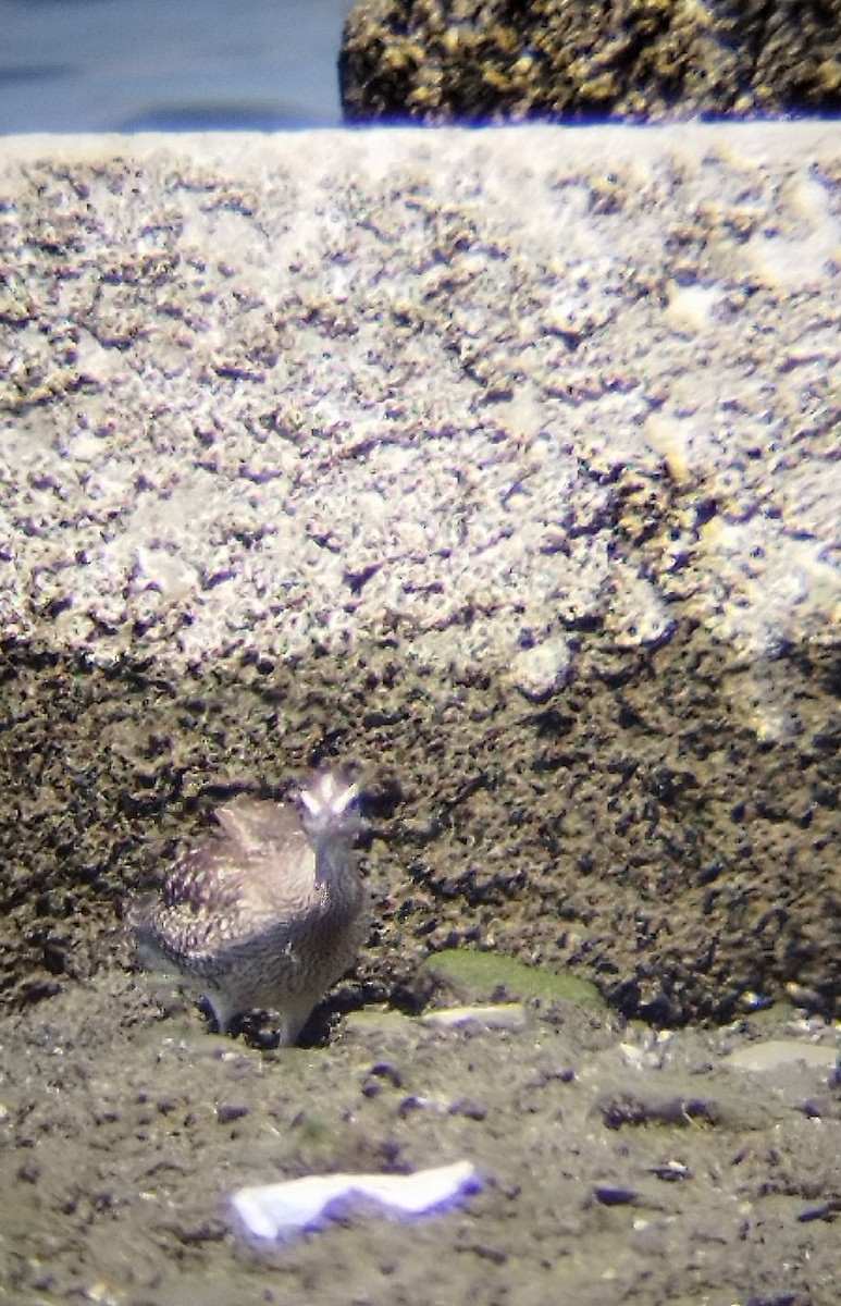 Chiurlo piccolo - ML624988200