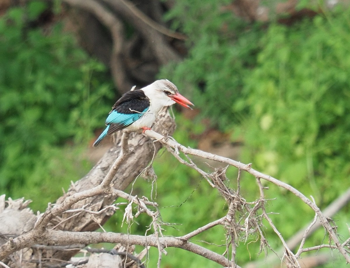 Brown-hooded Kingfisher - ML624988338