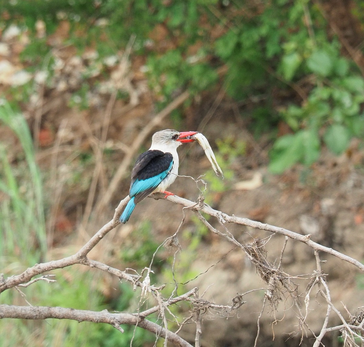 Brown-hooded Kingfisher - ML624988340