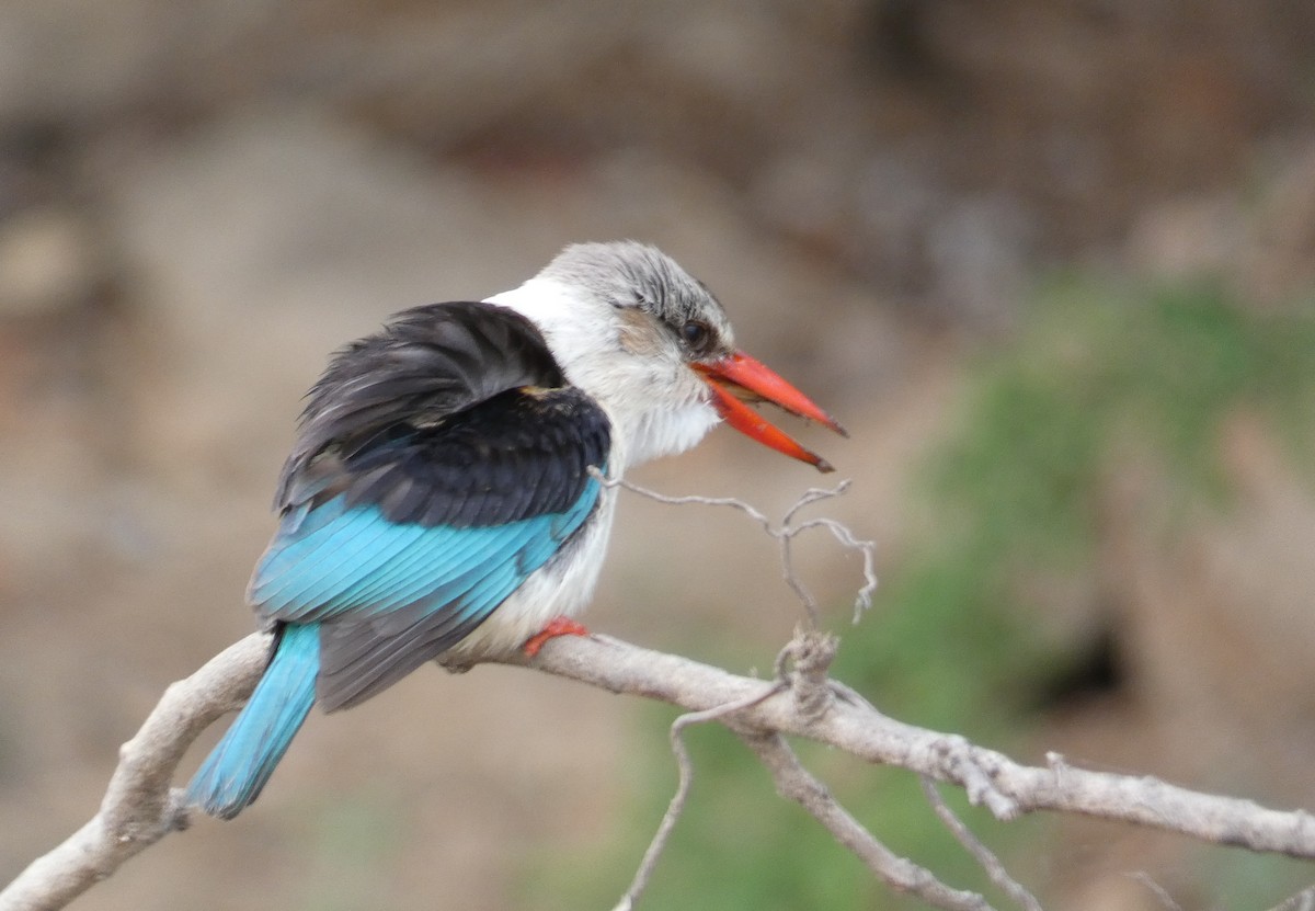 Brown-hooded Kingfisher - ML624988343