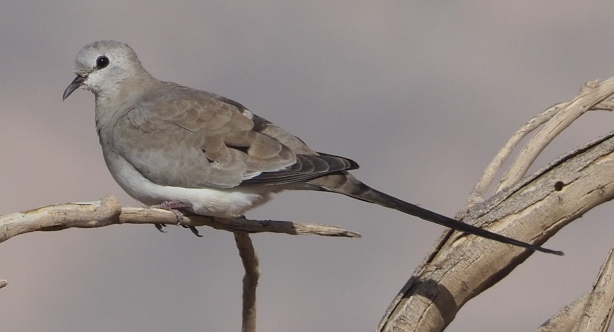 Namaqua Dove - ML624988467