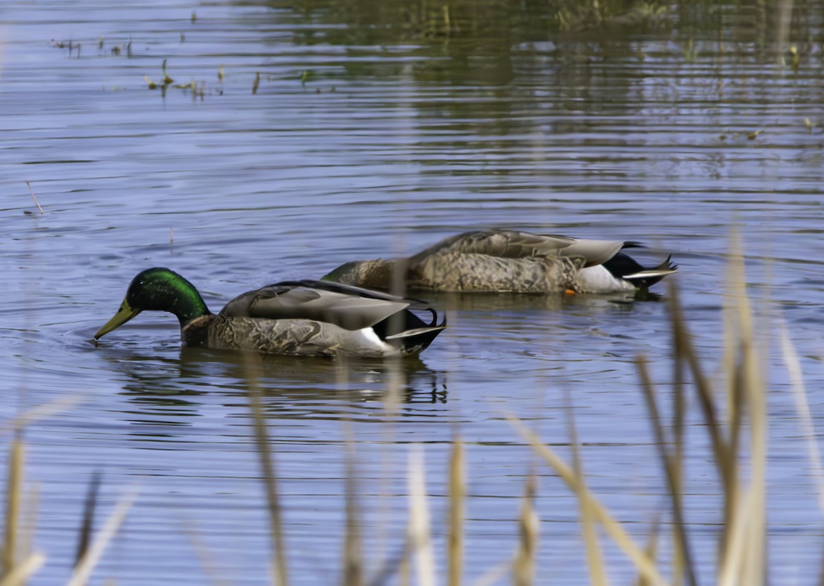 Mallard - ML624988525