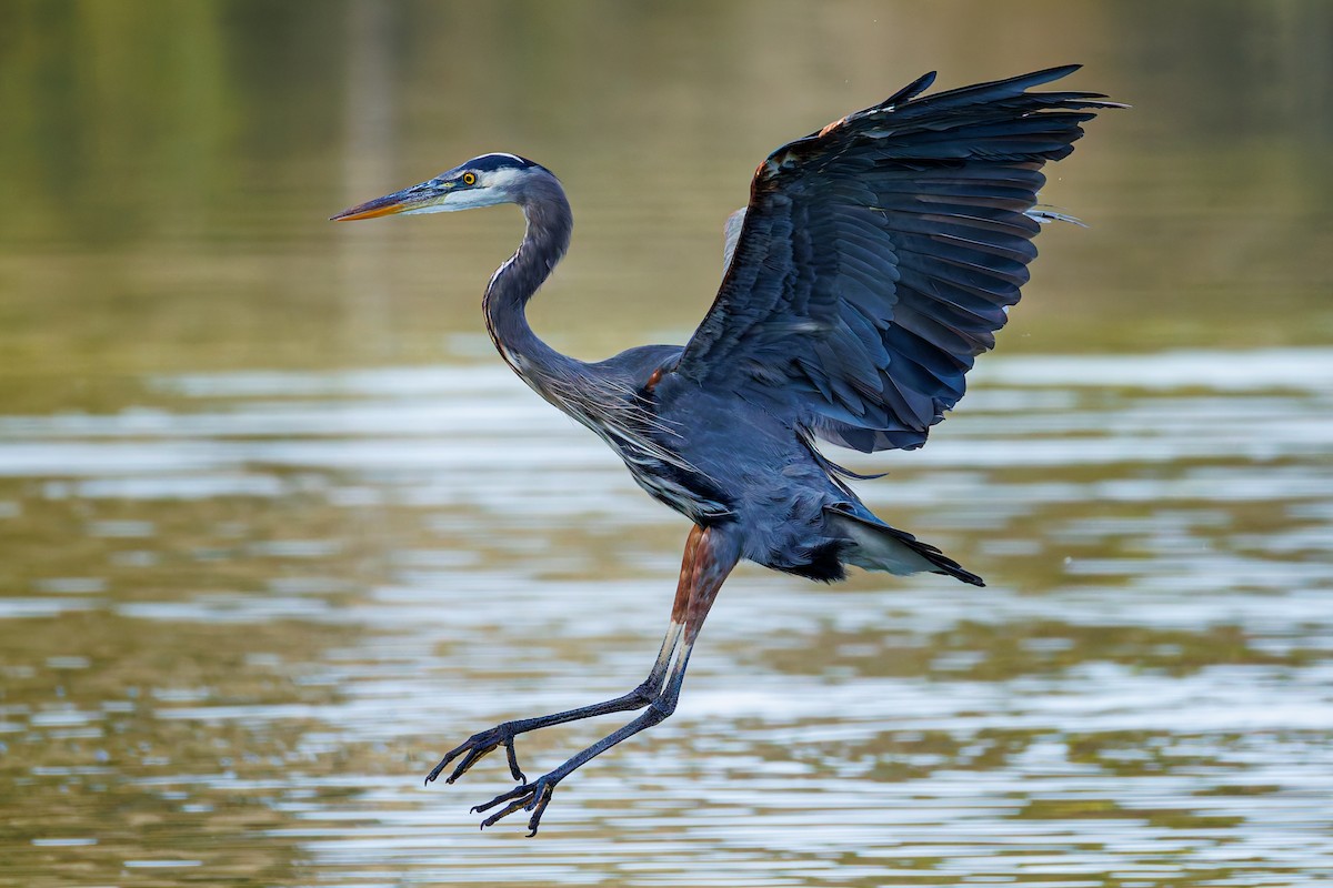 Great Blue Heron (Great Blue) - ML624988541