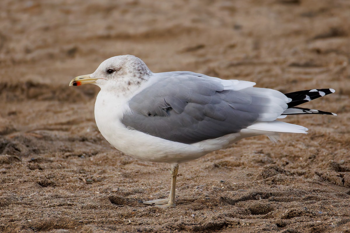 California Gull - ML624988553