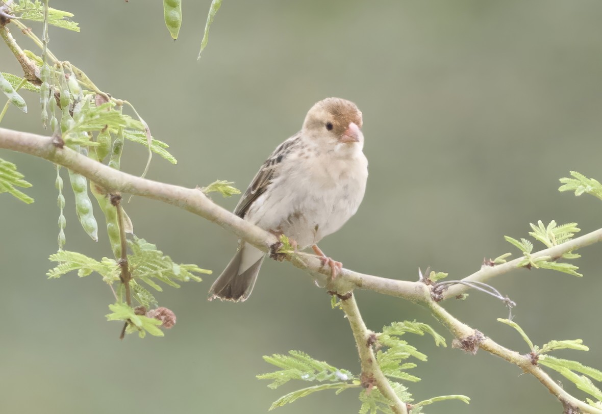 Straw-tailed Whydah - ML624988634