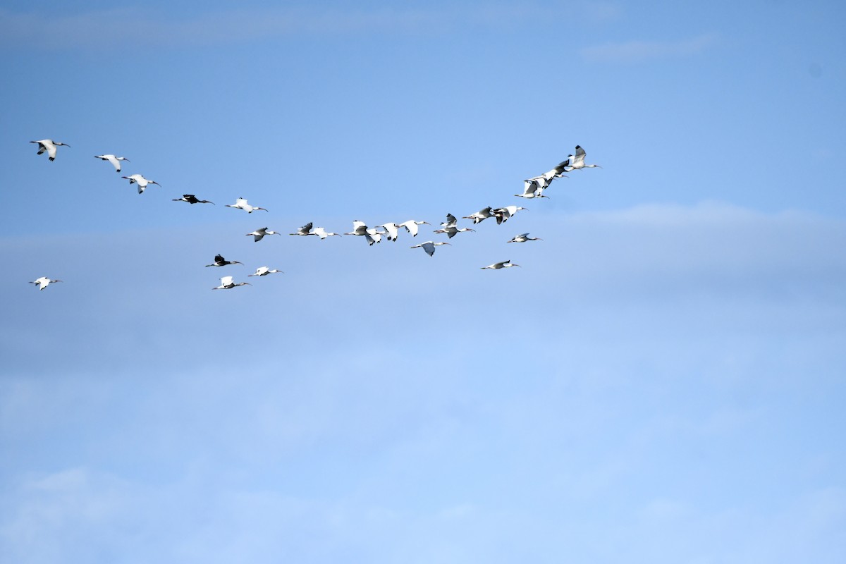 White Ibis - ML624988671