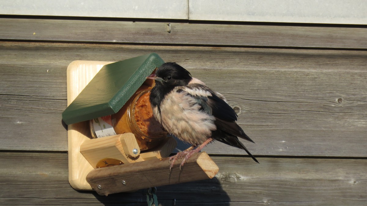 Rosy Starling - Martien Prins