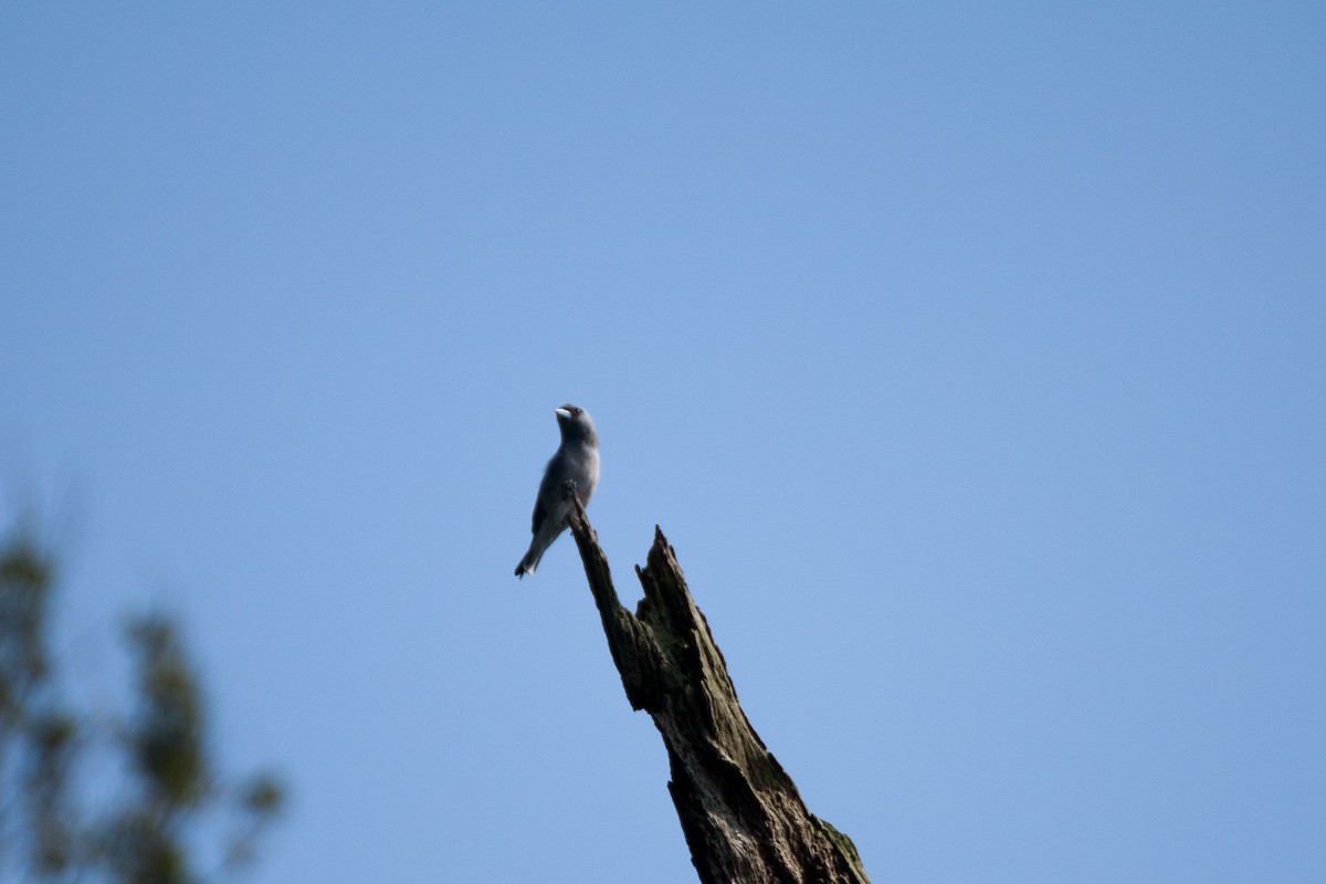 Ashy Woodswallow - ML624988815
