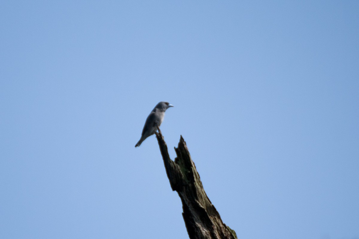 Ashy Woodswallow - ML624988816