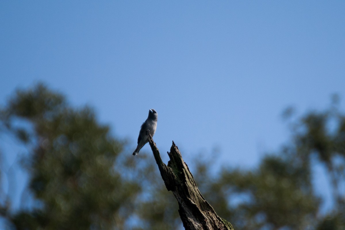 Ashy Woodswallow - ML624988817